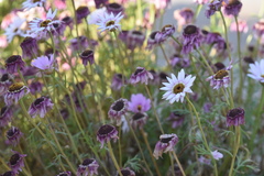Brachyscome iberidifolia