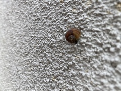 Cornu aspersum