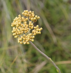 Helichrysum nudifolium
