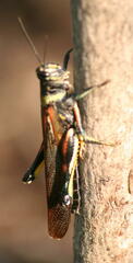 Schistocerca melanocera