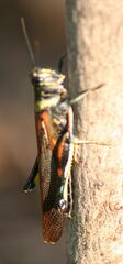 Schistocerca melanocera