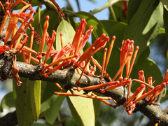 Phragmanthera