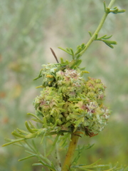 Parexochomus nigromaculatus