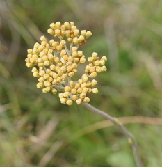 Helichrysum nudifolium