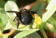 Xylocopa darwini