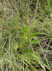 Helichrysum nudifolium
