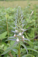 Digitalis lanata