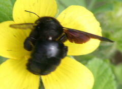 Xylocopa darwini