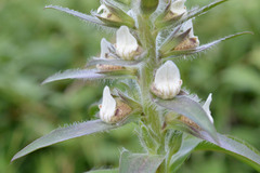 Digitalis lanata