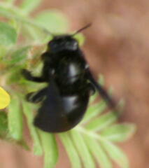 Xylocopa darwini