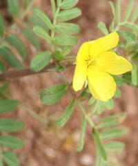 Zygophyllaceae