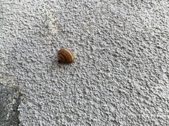Cornu aspersum