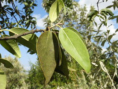 Phragmanthera