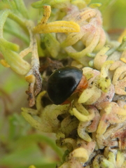 Parexochomus nigromaculatus