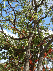 Phragmanthera