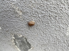 Cornu aspersum
