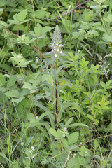 Digitalis lanata