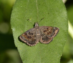 Hesperopsis gracielae
