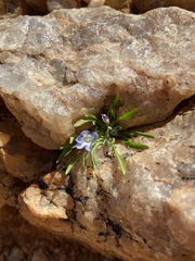 Wahlenbergia acaulis
