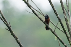 Sporophila angolensis