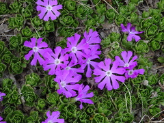 Primula minima