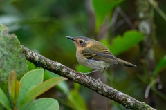 Poecilotriccus plumbeiceps