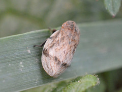 Lepyronia coleoptrata