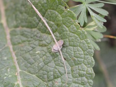 Lepyronia coleoptrata