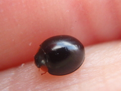 Parexochomus nigromaculatus