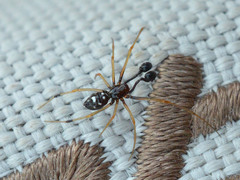 Neottiura suaveolens