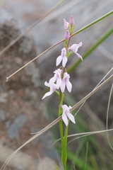 Brownleea recurvata