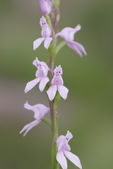 Brownleea recurvata