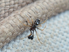 Neottiura suaveolens