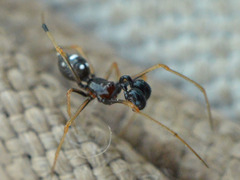 Neottiura suaveolens