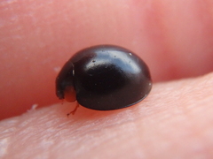 Parexochomus nigromaculatus