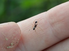 Neottiura suaveolens