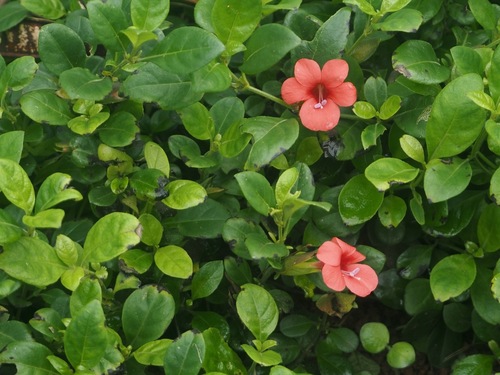 Barleria repens