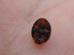 Parexochomus nigromaculatus