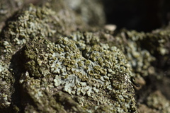 Phaeophyscia ciliata