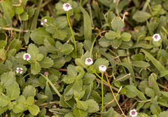 Phyla nodiflora