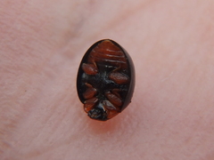 Parexochomus nigromaculatus