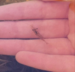 Palaemon kadiakensis