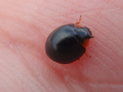 Parexochomus nigromaculatus