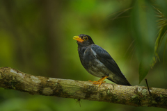 Turdus flavipes