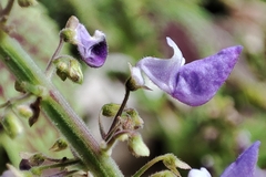 Coleus scutellarioides