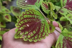 Coleus scutellarioides
