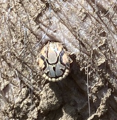 Amblyomma hebraeum