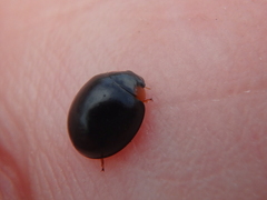 Parexochomus nigromaculatus