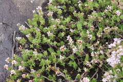 Crassula dependens