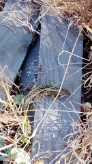 Liolaemus chiliensis